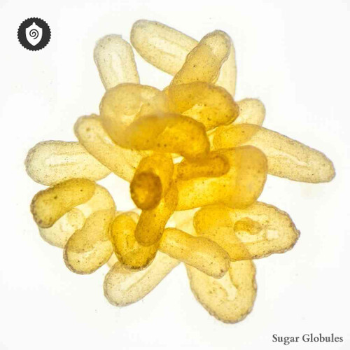 Acetobacter Xylinus sugar spheres in consistent orb format for energetic homeopathic (nonmedical) dry-form presentation and storage