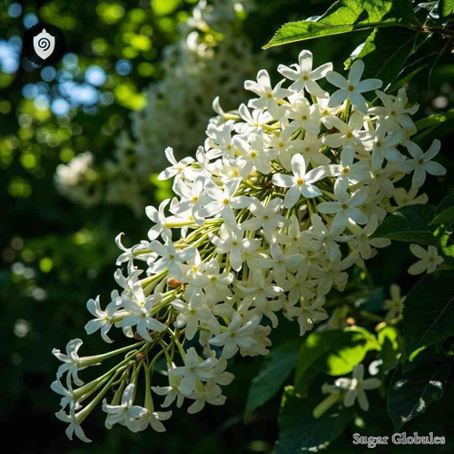 Aesculus Hippocastanum-flos Album sugar spheres in orb format for energetic homeopathic (nonmedical) dry-form presentation