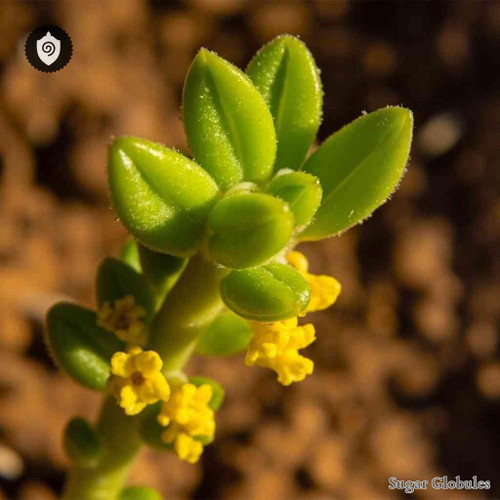 Ajuga Chamaepitys sugar granules in spherical form for energetic homeopathic (nonmedical) dry-form presentation and physical format
