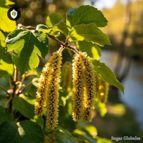 Alnus Glutinosa - Pollen Alni sugar spheres in precise orb form for neutral energetic homeopathic (nonmedical) dry-form presentation