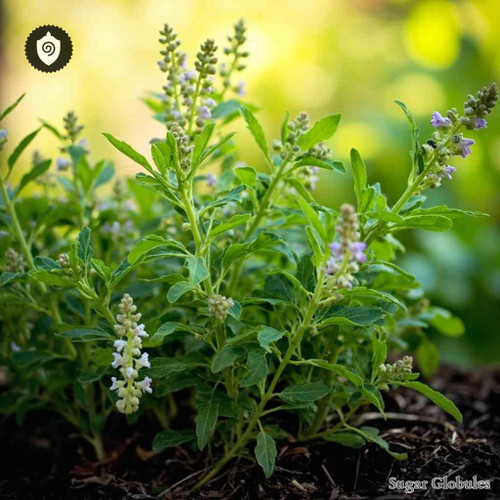 Aloysia Citriodora sugar spheres in precise orb format for energetic homeopathic (nonmedical) remedy display and dry preservation