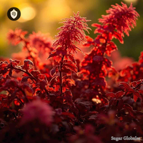 Amaranthus Hypochondriacus sugar spheres in dry-form orb presentation for energetic homeopathic (nonmedical) product display