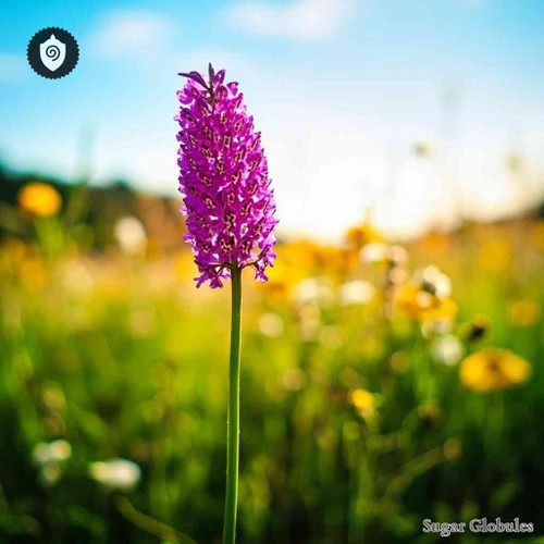 Anacamptis Pyramidalis sugar spheres in precise granule form for energetic homeopathic (nonmedical) dry-form presentation