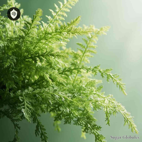 Anemia Mexicana sugar spheres in uniform orb format for energetic homeopathic (nonmedical) granular presentation