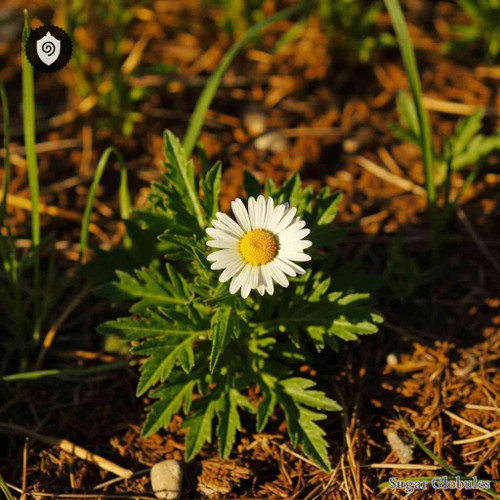 Anthemis Arvensis sugar granules in dry-form orb presentation for energetic homeopathic (nonmedical) physical remedy supply