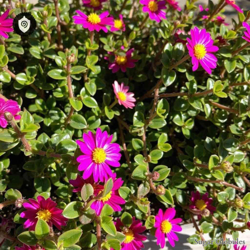 Aptenia Cordifolia sugar spheres in granular orb format for energetic homeopathic (nonmedical) dry-form presentation