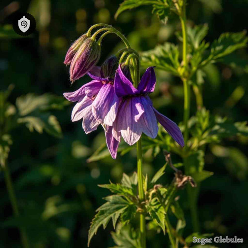 Aquilegia Vulgaris sugar spheres in precise orb form for energetic homeopathic (nonmedical) dry-form storage and presentation