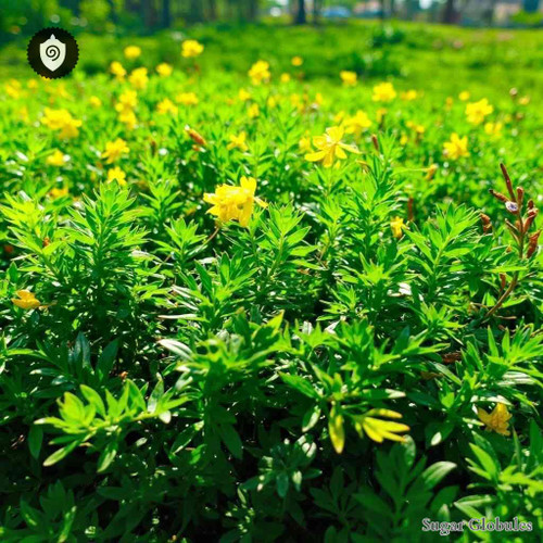 Arachis Sylvestris sugar spheres in uniform orb format for energetic homeopathic (nonmedical) dry-form product presentation