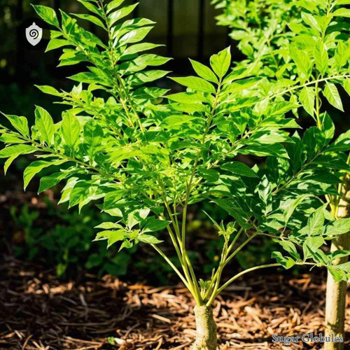 Aralia Bipinnata sugar spheres in uniform orb format for energetic homeopathic (nonmedical) dry-form remedy presentation