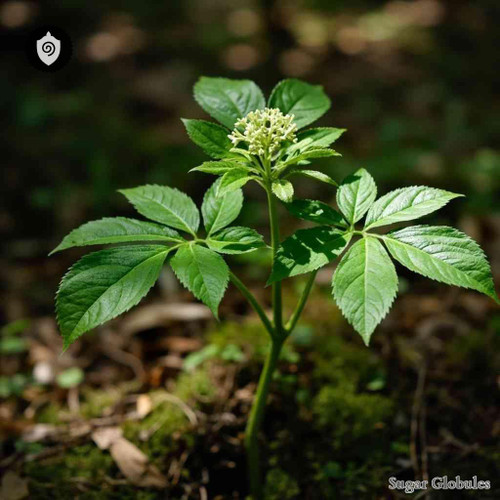 Aralia Nudicaulis sugar spheres in consistent pellet form for energetic homeopathic (nonmedical) dry-form presentation