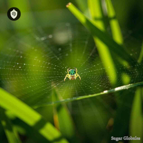 Araniella Cucurbitina sugar granules in spherical form for energetic homeopathic (nonmedical) dry format presentation purposes
