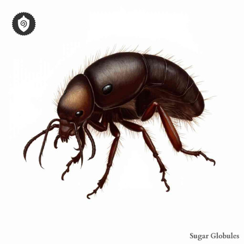 Archaeopsylla Erinacei sugar granules in orb format for energetic homeopathic (nonmedical) remedy presentation and dry storage