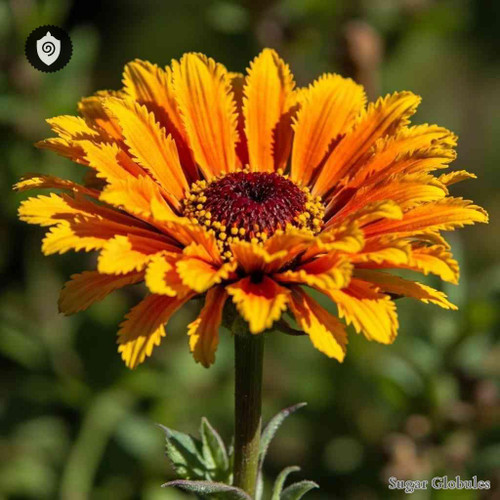 Arctotis Aspera sugar spheres in precise granule form for energetic homeopathic (nonmedical) dry-form presentation