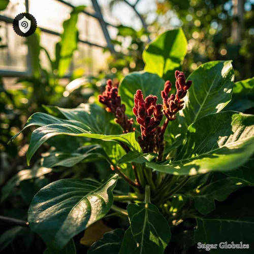 Arnaldoa Macbrideana sugar orbs in standard dry form for energetic homeopathic (nonmedical) physical remedy presentation