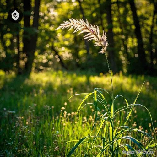 Arrhenatherum Elatius sugar spheres in spherical granule form for energetic homeopathic (nonmedical) physical remedy packaging