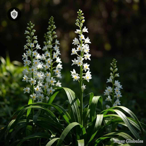 Arthropodium Cirratum sugar orbs in uniform pellet form for energetic homeopathic (nonmedical) dry-form presentation and display