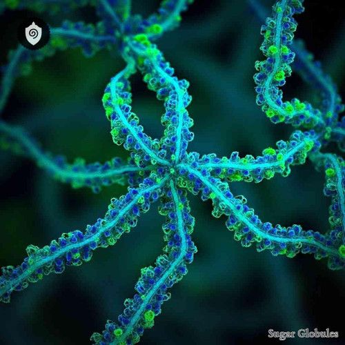 Aspergillus Fumigatus sugar granules in orb format for energetic homeopathic (nonmedical) dry-form presentation and storage