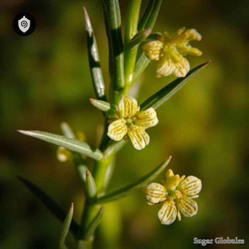 Astragalus Millissimus sugar spheres in consistent orb form for energetic homeopathic (nonmedical) dry-form presentation