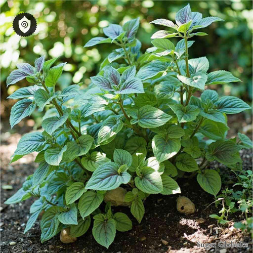 Atriplex Hortensis sugar granules in standardized orb format for energetic homeopathic (nonmedical) dry-form presentation and storage