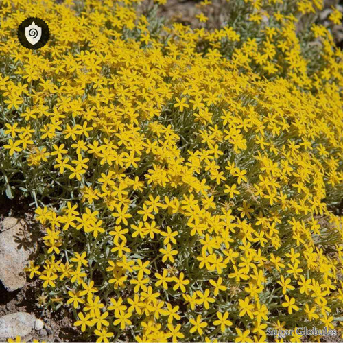 Aurinia Saxatilis sugar spheres in compact orb form for energetic homeopathic (nonmedical) dry-form presentation and storage