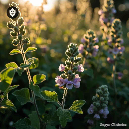 Ballota Nigra sugar spheres in standardized orb format for energetic homeopathic (nonmedical) dry-form presentation and storage