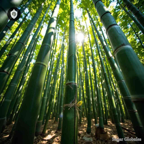 Bambusa Arundinacea sugar spheres in uniform orb format for energetic homeopathic (nonmedical) dry-form presentation