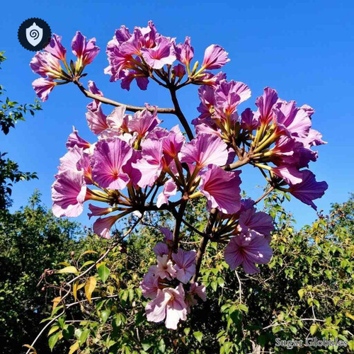 Bauhinia Variegata sugar orbs in spherical form for energetic homeopathic (nonmedical) dry-format presentation and storage