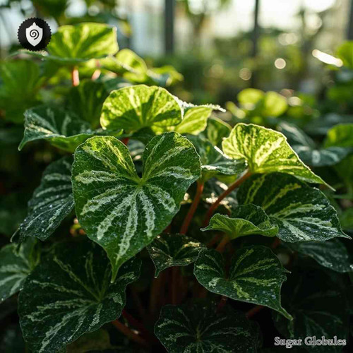 Begonia Dregei sugar spheres in spherical format for energetic homeopathic (nonmedical) remedy presentation and dry-form storage