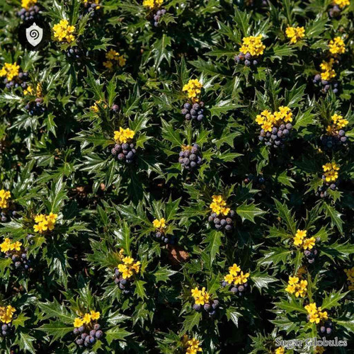 Berberis Aquifolium sugar spheres in uniform orb form for energetic homeopathic (nonmedical) dry-form presentation and storage