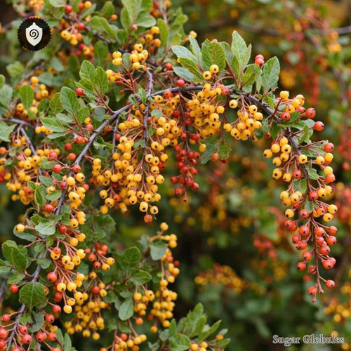 Berberis Vulgaris sugar spheres in orb form for energetic homeopathic (nonmedical) dry-form presentation and standard storage