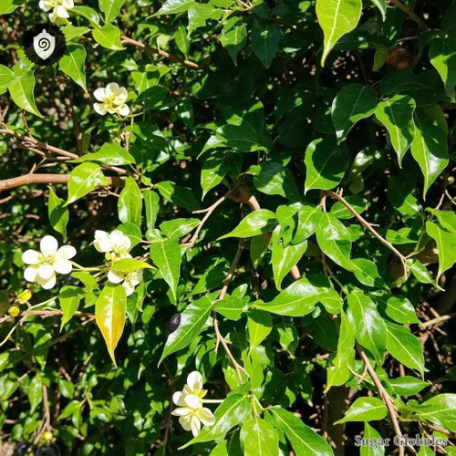 Berchemia Racemosa sugar spheres in uniform granule format for energetic homeopathic (nonmedical) dry-form presentation