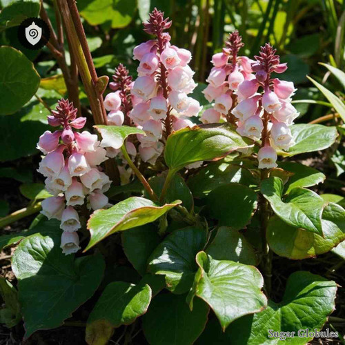 Bergenia Ciliata sugar granules in compact orb form for energetic homeopathic (nonmedical) dry-form physical presentation