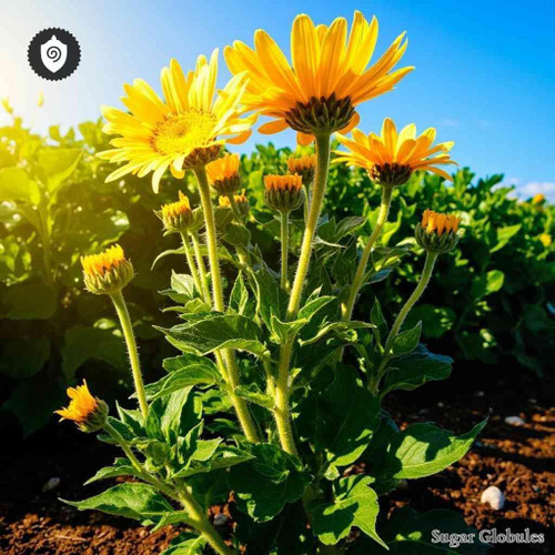 Berkheya Multijuga sugar granules in precise orb format for energetic homeopathic (nonmedical) dry-form presentation and storage