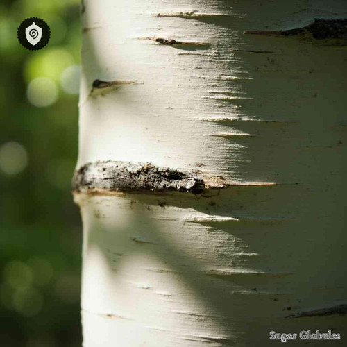 Betula Alba- Cortex Betulae sugar spheres in precision pellet form for energetic homeopathic (nonmedical) physical remedy presentation