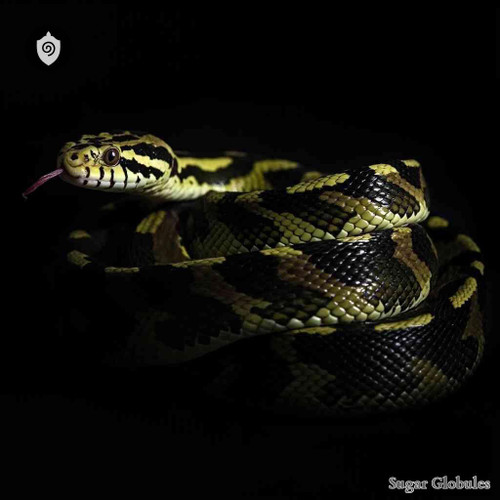 Bitis Parviocula sugar spheres in pellet form for energetic homeopathic (nonmedical) dry-format presentation and physical remedy storage