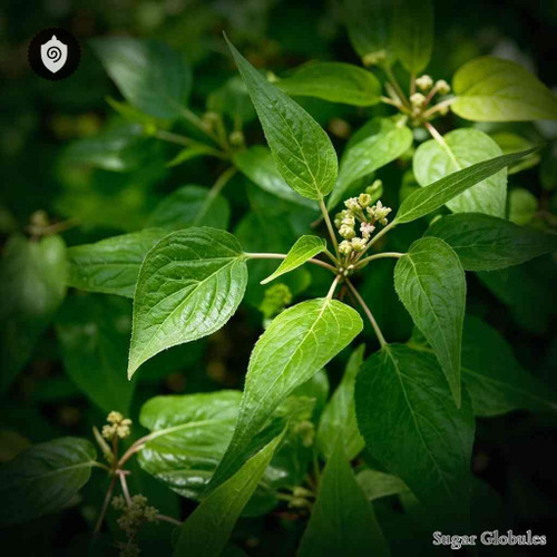 Boehmeria Caudata sugar spheres in precise orb form for energetic homeopathic (nonmedical) dry storage and physical remedy presentation