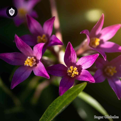 Boisduvalia Densiflora sugar spheres in uniform pellet form for energetic homeopathic (nonmedical) solid presentation