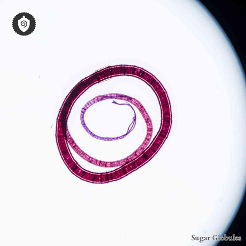 Borrelia Burgdorferi sugar spheres in precise orb format for energetic homeopathic (nonmedical) dry-form presentation and storage