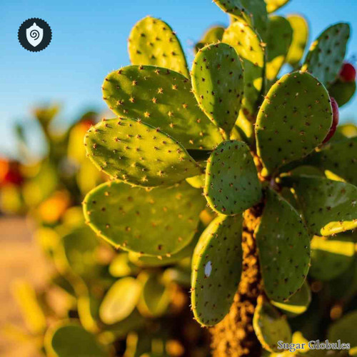 Brasiliopuntia Brasiliensis sugar granules in orb form for energetic homeopathic (nonmedical) dry-form physical presentation