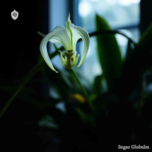 Brassavola Nodosa sugar spheres in spherical granule format for energetic homeopathic (nonmedical) physical remedy presentation