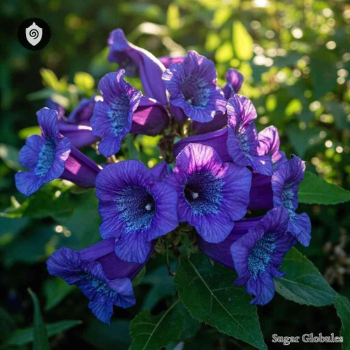 Browallalia Americana sugar spheres in compact orb format for energetic homeopathic (nonmedical) dry-form presentation