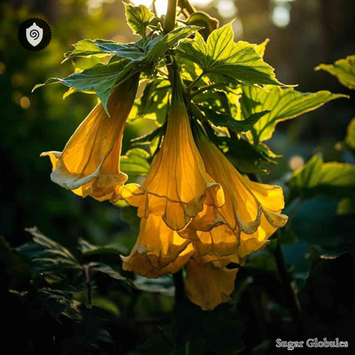 Brugmansia Aurea sugar granules in spherical form for energetic homeopathic (nonmedical) dry sphere presentation