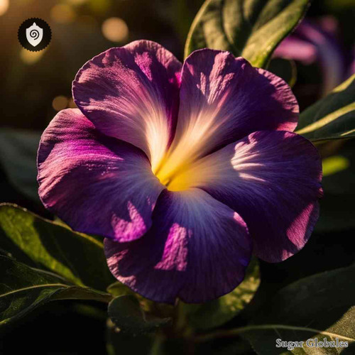 Brunfelsia Uniflora sugar spheres in granular orb form for energetic homeopathic (nonmedical) dry-form presentation