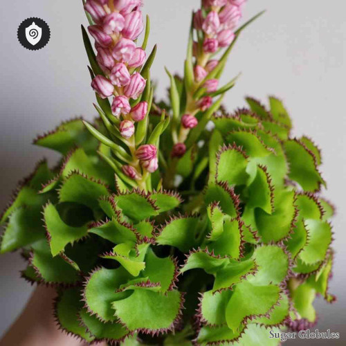 Bryophyllum Proliferum sugar spheres in uniform orb form for energetic homeopathic (nonmedical) dry presentation and storage