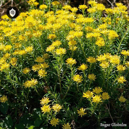 Bupleurum Fruticescens sugar spheres in spherical form for energetic homeopathic (nonmedical) dry-format presentation