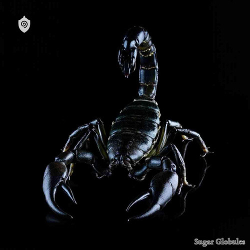 Buthus Afer sugar spheres in compact orb form for energetic homeopathic (nonmedical) dry-form presentation and physical storage