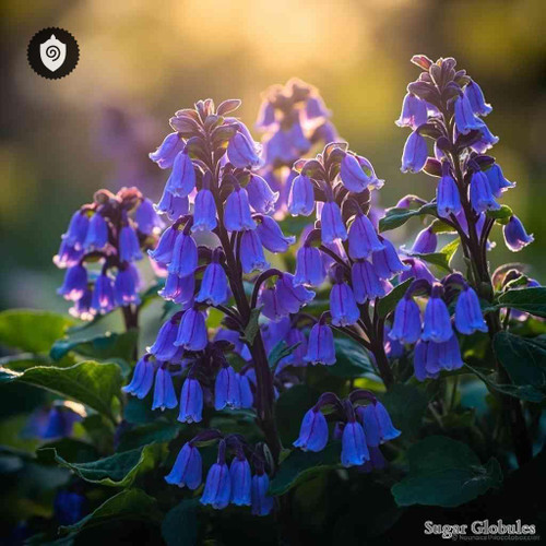 Calamintha Grandiflora sugar granules in precise orb format for energetic homeopathic (nonmedical) dry-form presentation