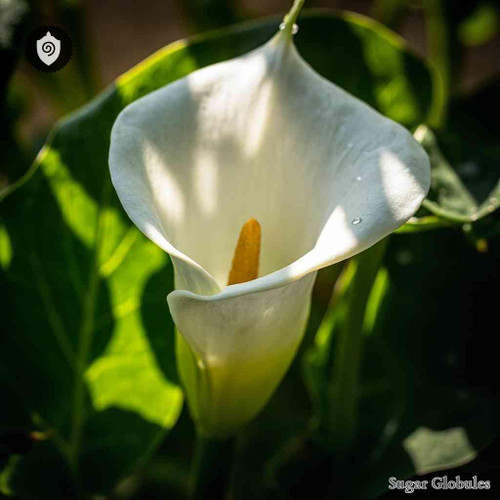 Calla Palustris sugar orbs in precise pellet form for energetic homeopathic (nonmedical) dry-form storage and presentation