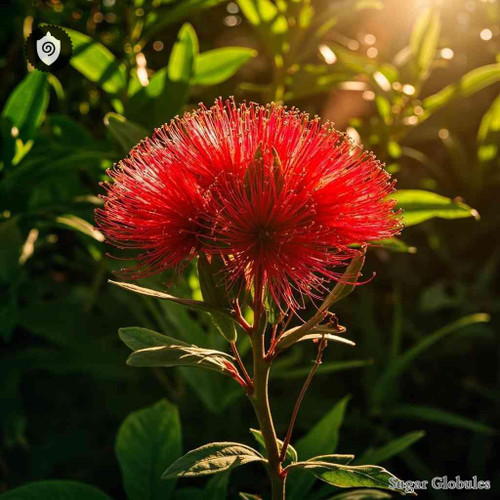 Calliandra Surinamensis sugar spheres in consistent orb format for energetic homeopathic (nonmedical) dry-form display and storage