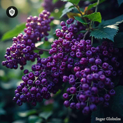 Callicarpa Japonica sugar spheres in precise granule form for energetic homeopathic (nonmedical) dry-form presentation
